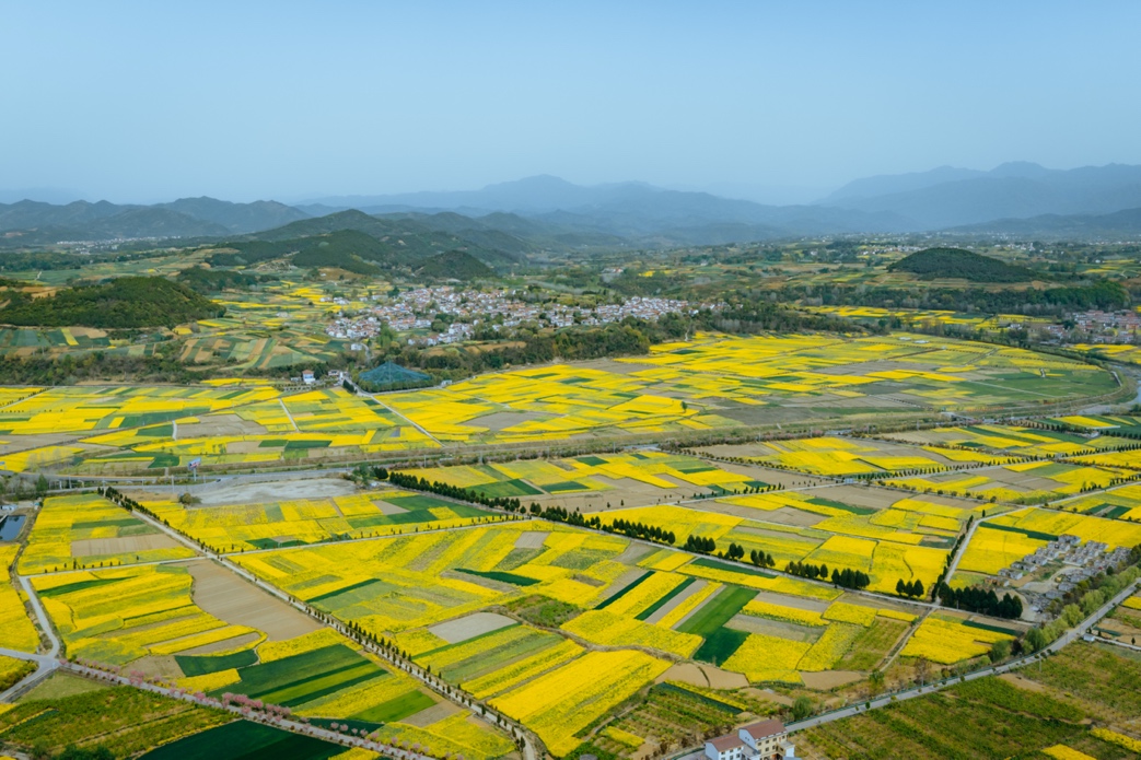 洋縣油菜花田。邱活攝