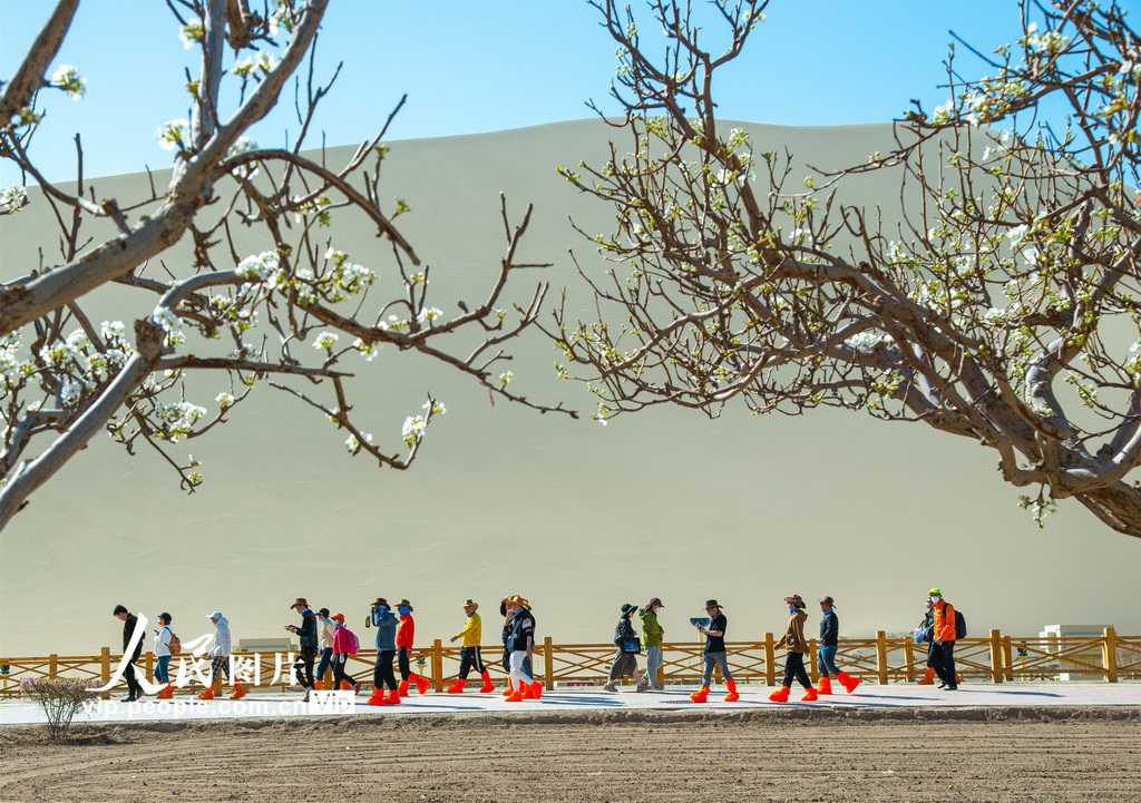 甘肅敦煌:花開鳴沙山【4】