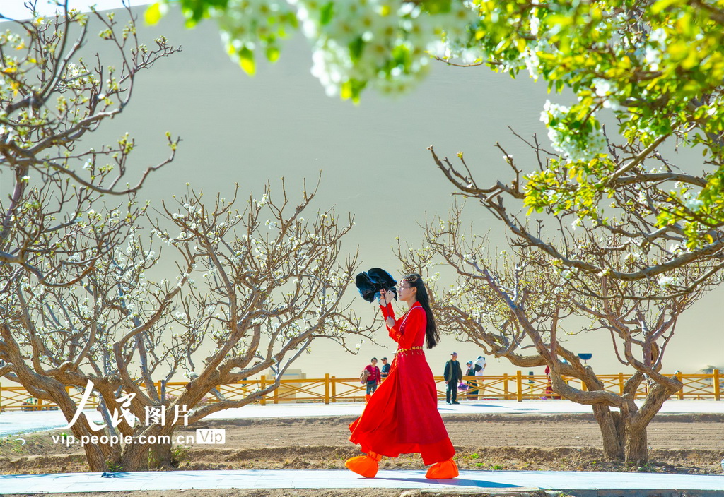 甘肅敦煌:花開鳴沙山【3】