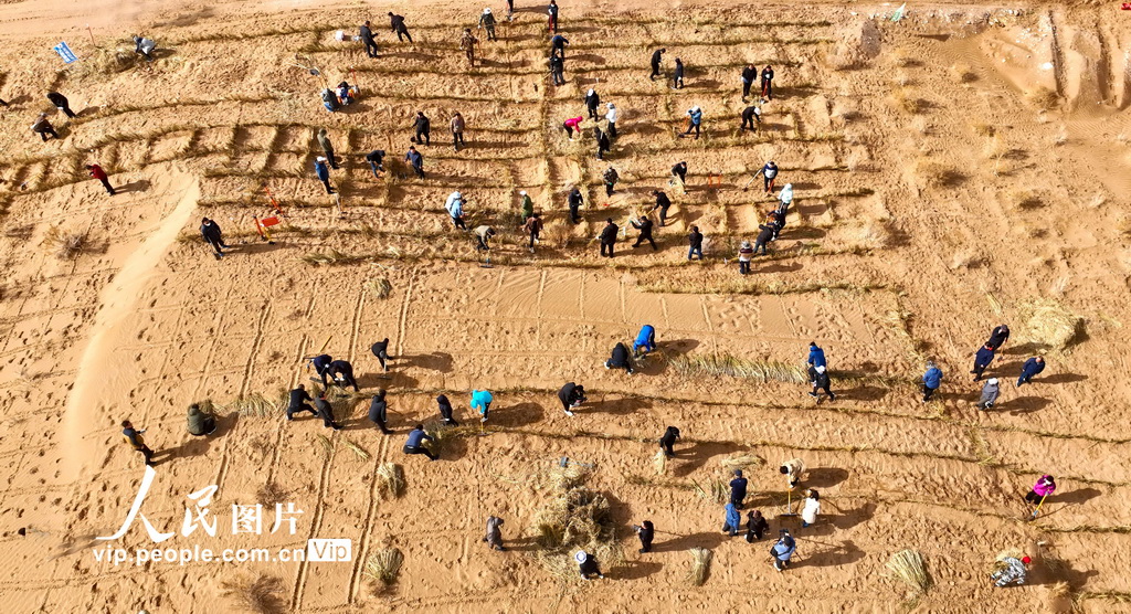 甘肅張掖:“三北”工程沙漠邊緣阻擊戰全面打響【5】