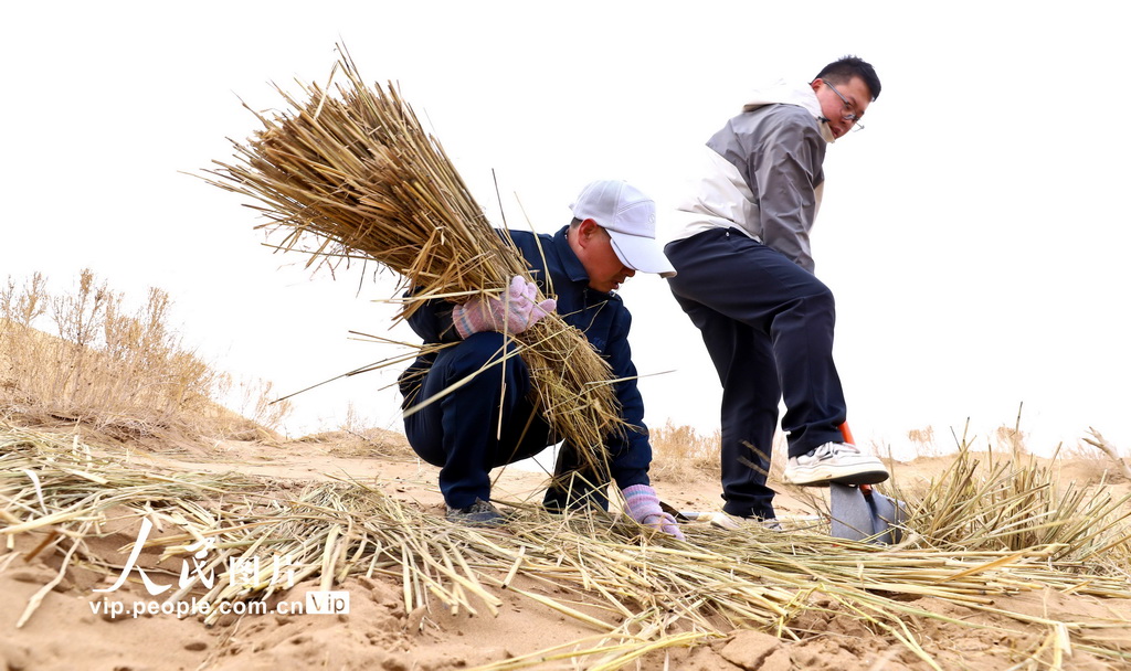 甘肅張掖:“三北”工程沙漠邊緣阻擊戰全面打響【4】