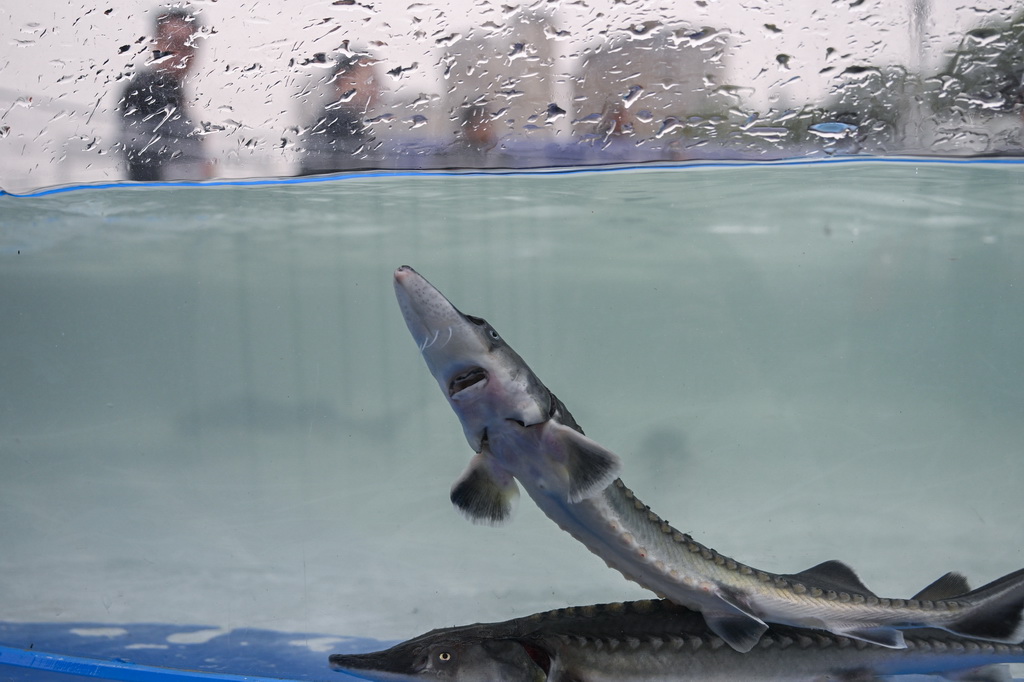 這是4月12日拍攝的即將放歸長江的中華鱘。