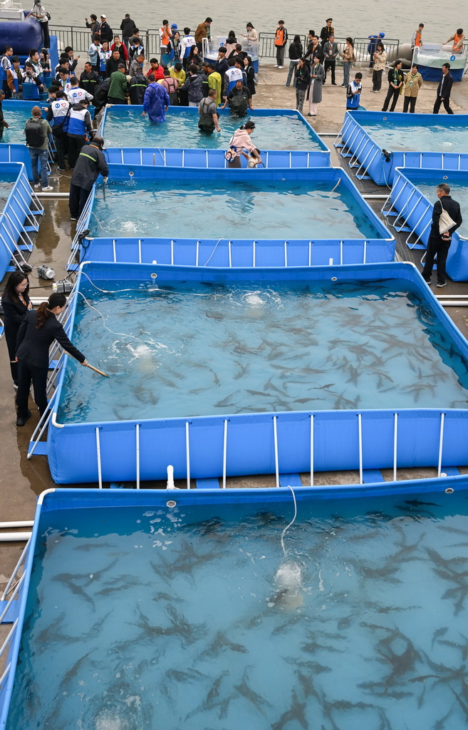 這是4月12日拍攝的中華鱘放流活動現場。