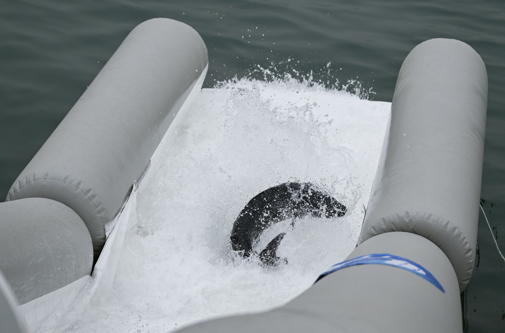 4月12日，中華鱘從放流通道滑入長江。