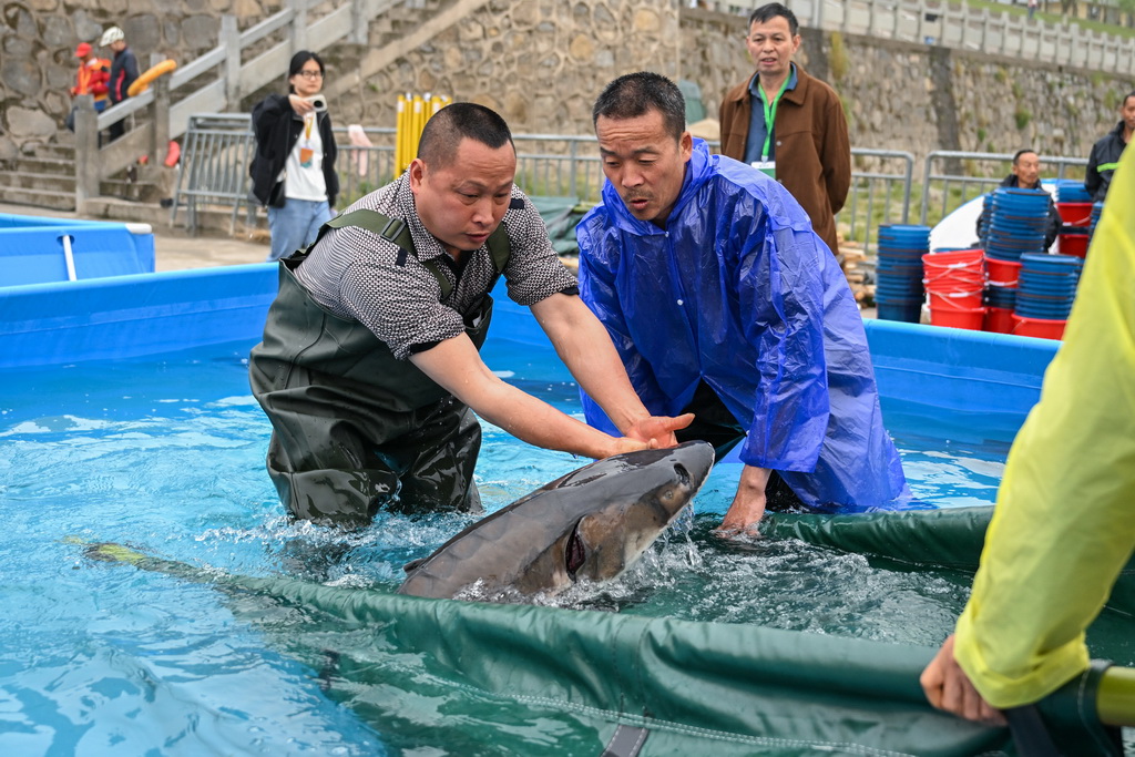 4月12日，工作人員在活動現場轉運中華鱘準備放流。