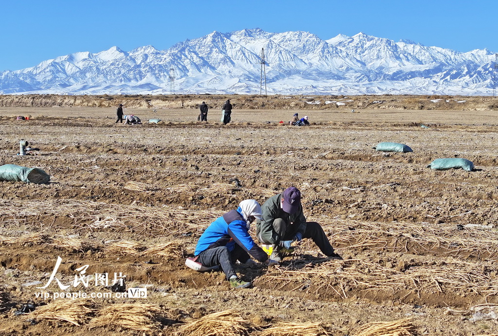 甘肅民樂:祁連山下起苗忙【3】