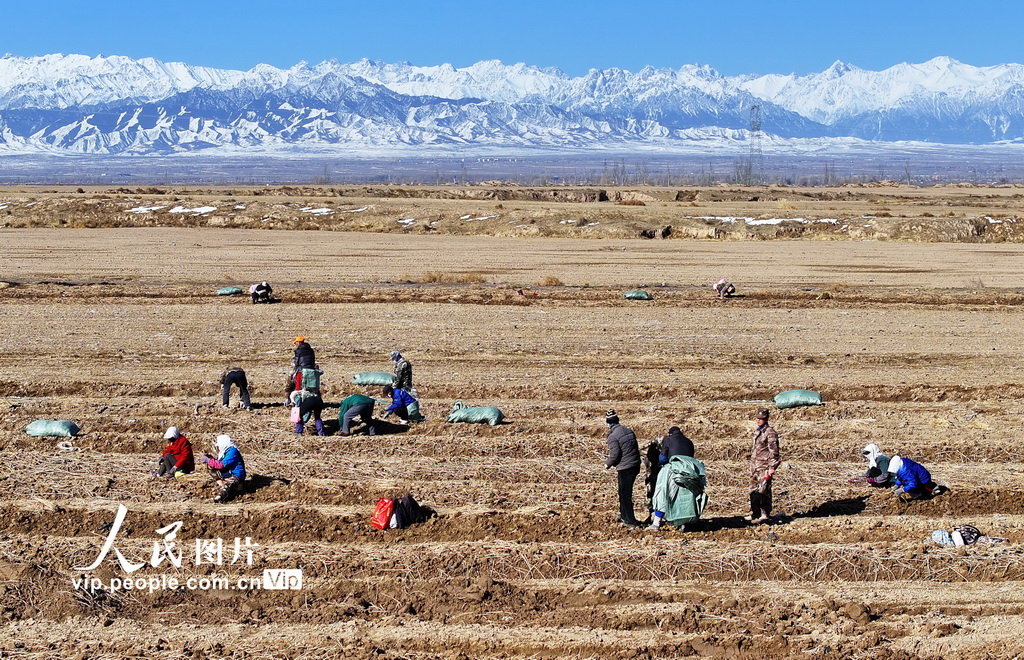 甘肅民樂:祁連山下起苗忙【2】