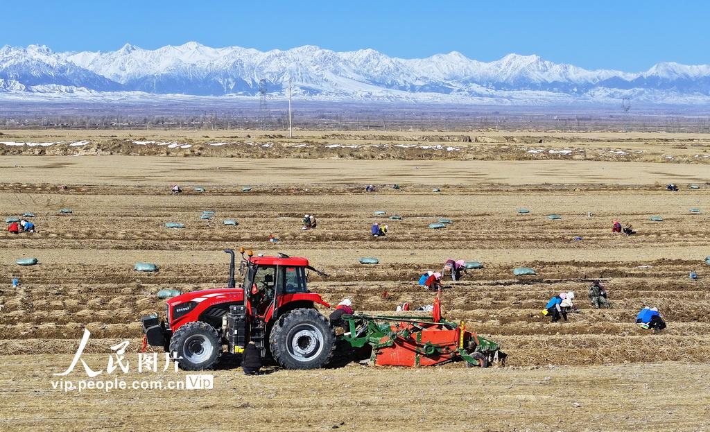 甘肅民樂:祁連山下起苗忙【4】