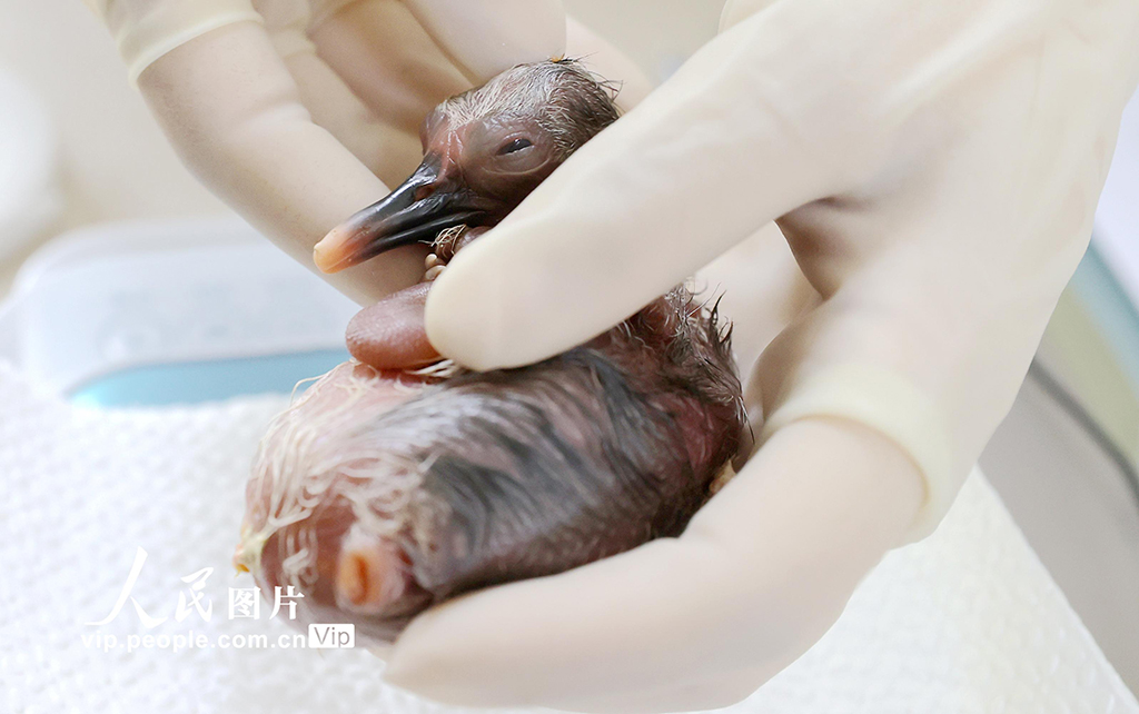 浙江德清:2025年首批人工孵化朱鹮出殼【3】