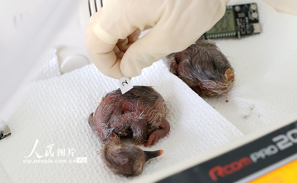 浙江德清:2025年首批人工孵化朱鹮出殼【5】