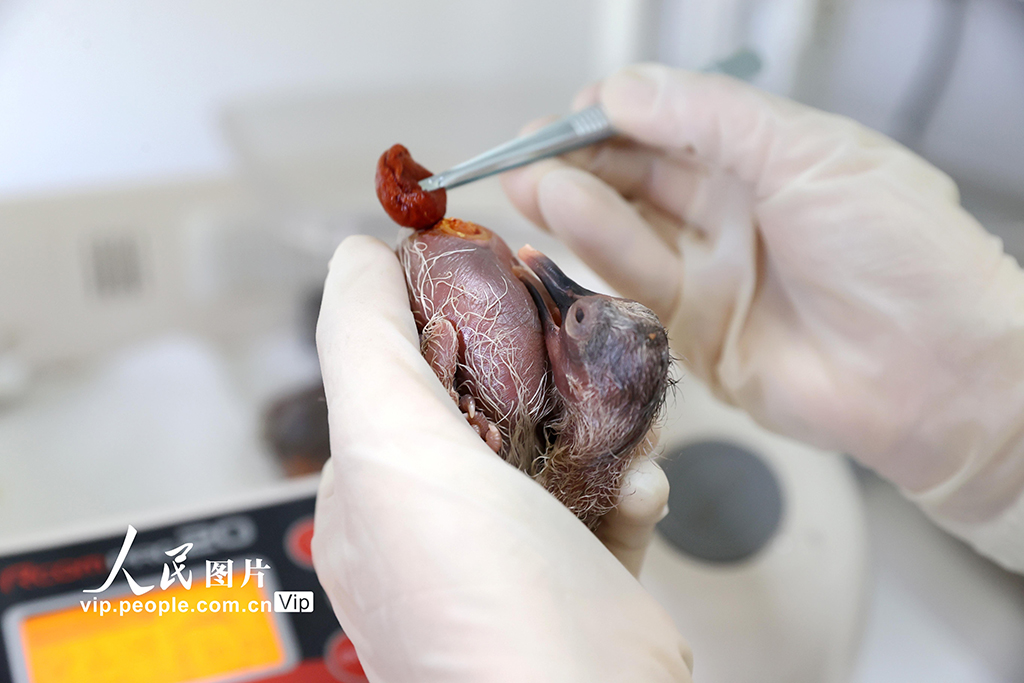 浙江德清:2025年首批人工孵化朱鹮出殼【6】