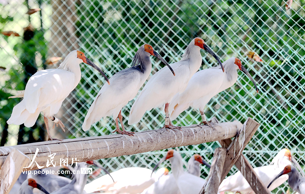 浙江德清：2025年首批人工孵化朱鹮出殼