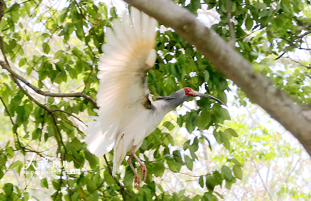 浙江德清:2025年首批人工孵化朱鹮出殼【7】