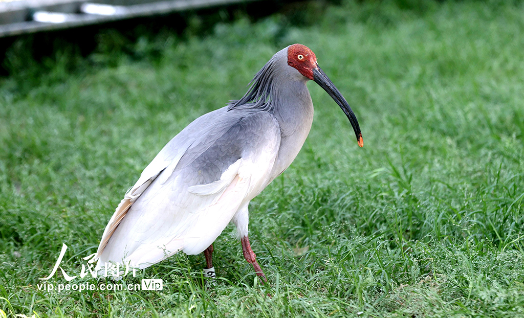 浙江德清:2025年首批人工孵化朱鹮出殼【8】