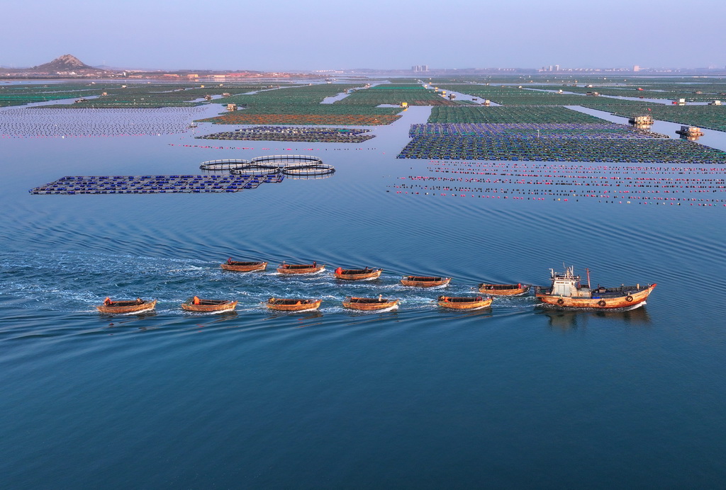 4月15日，在山東省榮成市石島管理區桑溝灣海域，漁民駕船出海作業（無人機照片）。新華社發（李信君 攝）