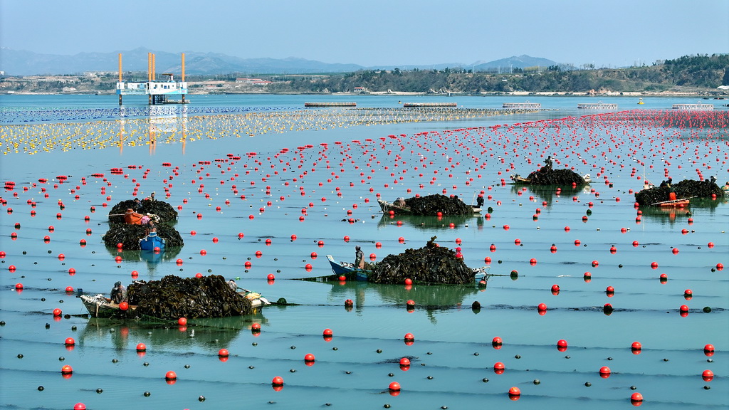 4月15日，在山東省榮成市愛倫灣海洋牧場，漁民在收獲海帶（無人機照片）。新華社發（楊志禮攝）