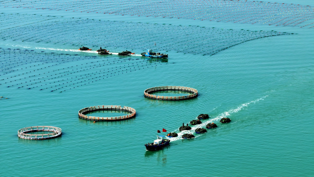 4月15日，在山東省榮成市愛倫灣海洋牧場，漁民在運送收獲的海帶（無人機照片）。新華社發（楊志禮攝）