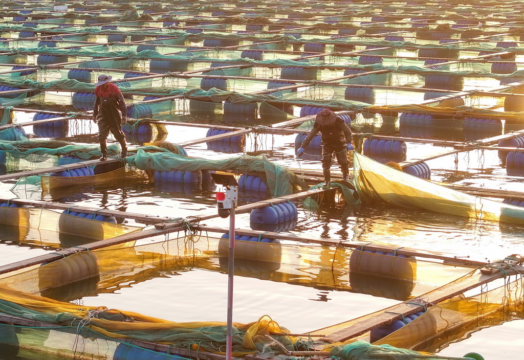 4月15日，在山東省榮成市石島管理區桑溝灣海域網箱養殖區，漁民開展養殖作業（無人機照片）。新華社發（李信君 攝）