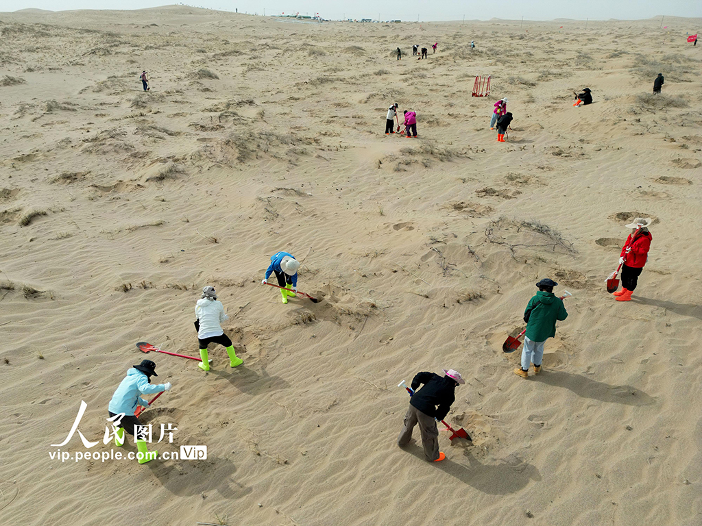 甘肅民勤:“請到民勤種棵樹”公益治沙活動如火如荼【4】