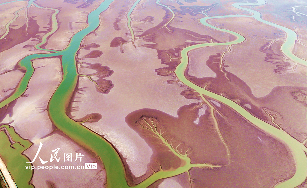 山東東營:生態濕地美如畫【2】