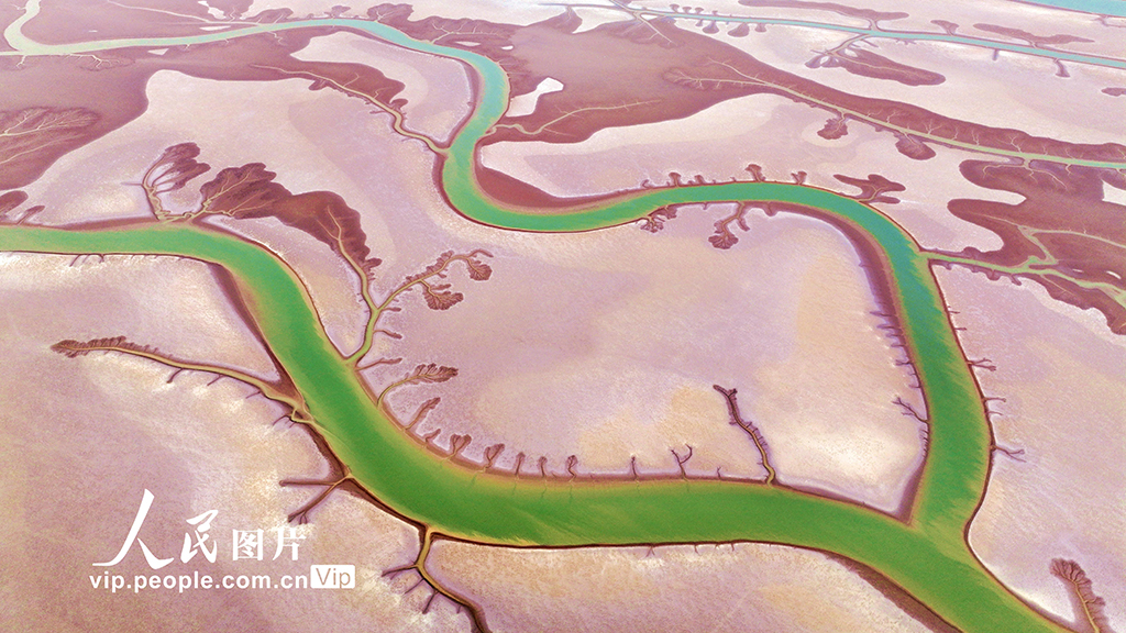 山東東營:生態濕地美如畫【3】