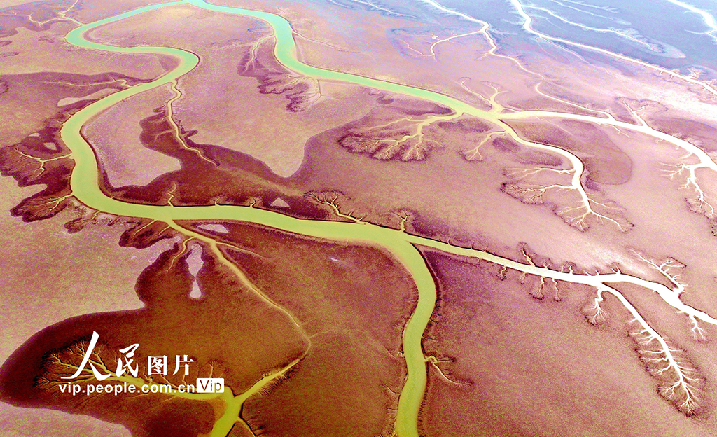 山東東營:生態濕地美如畫【4】