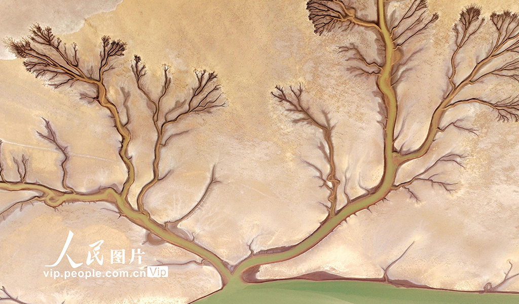 山東東營:生態濕地美如畫【5】