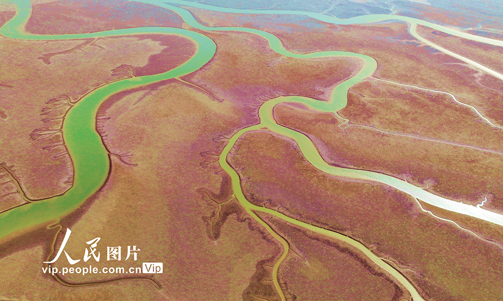 山東東營:生態濕地美如畫【6】