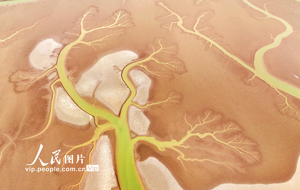 山東東營:生態濕地美如畫【7】