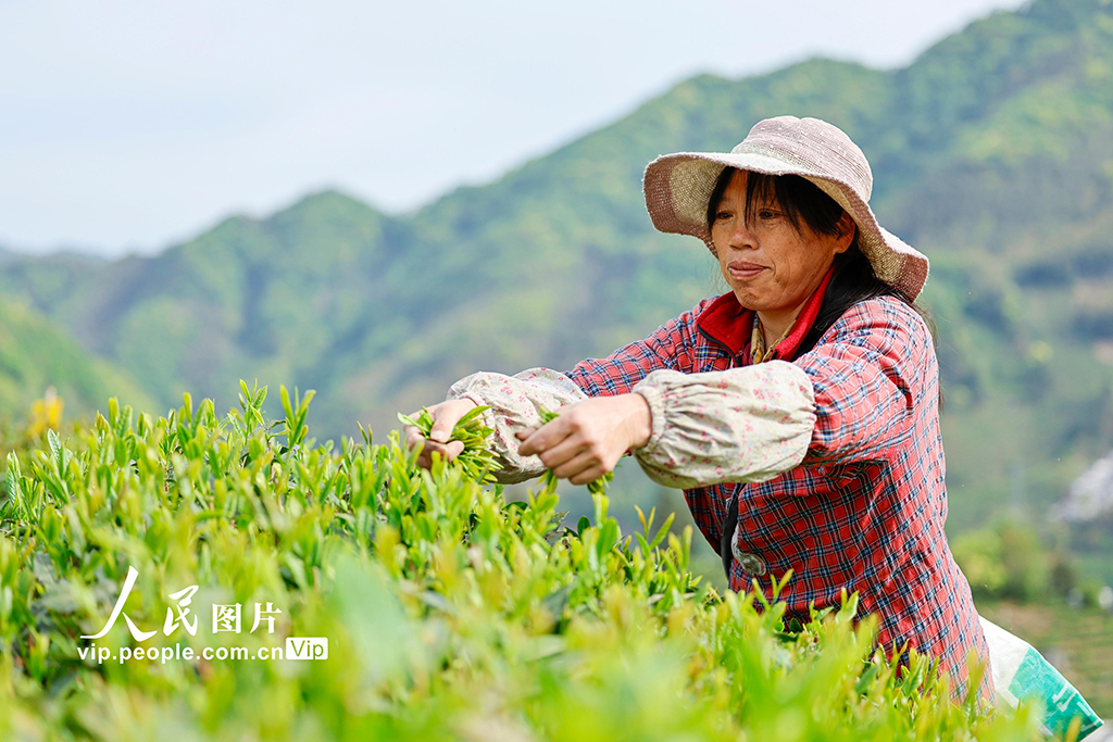 安徽黃山:采摘太平猴魁【2】