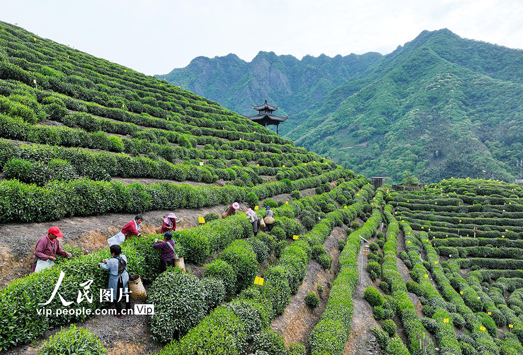 安徽黃山:采摘太平猴魁【3】