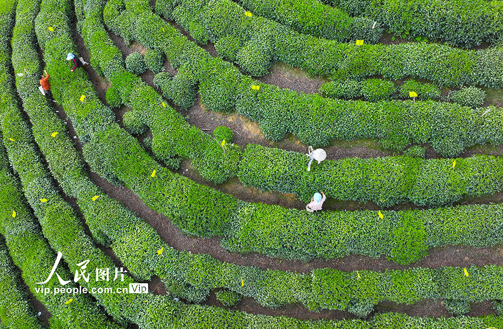 安徽黃山:采摘太平猴魁【4】