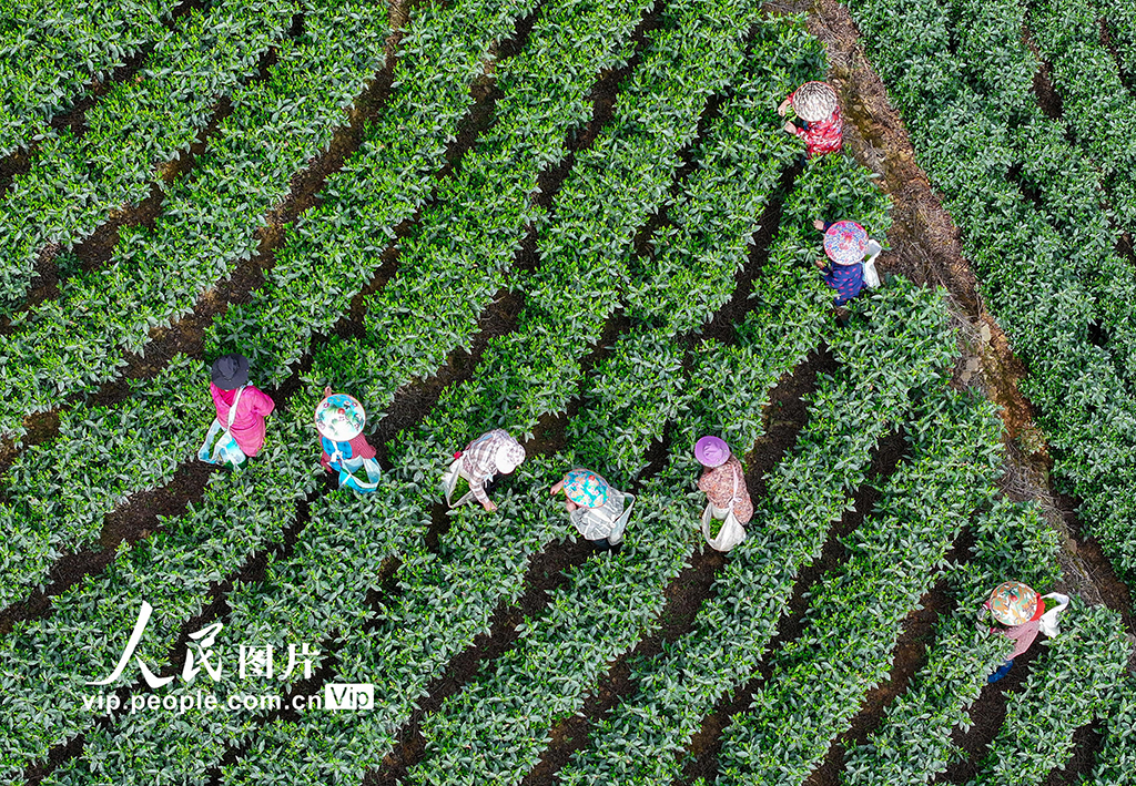 安徽黃山:采摘太平猴魁【5】