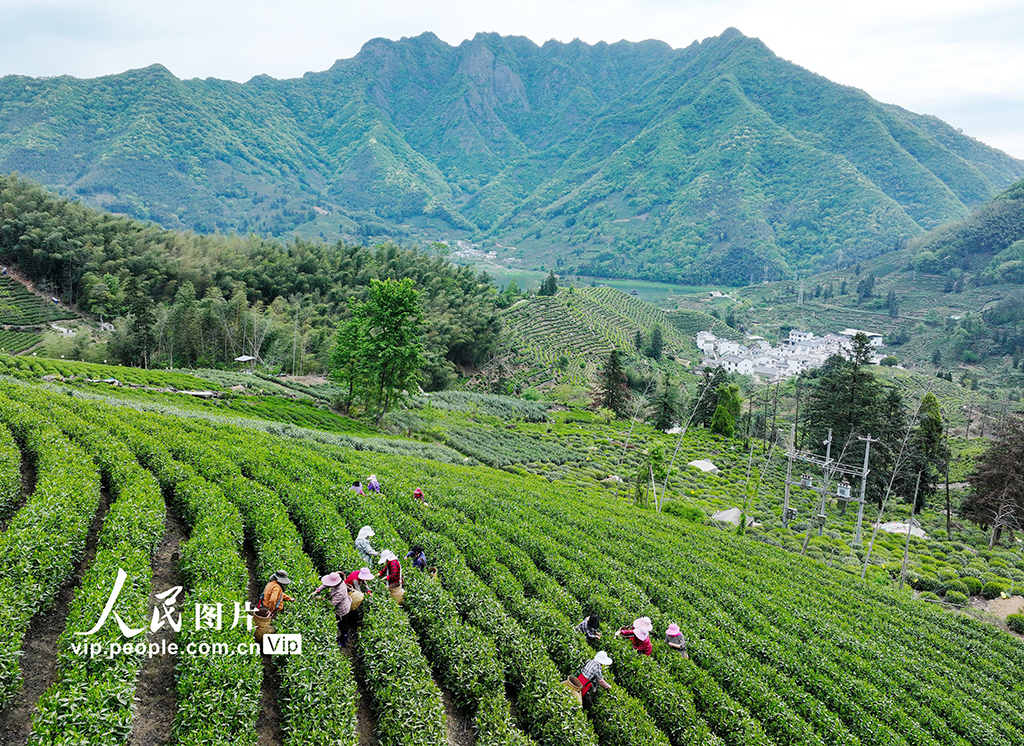 安徽黃山:采摘太平猴魁【6】