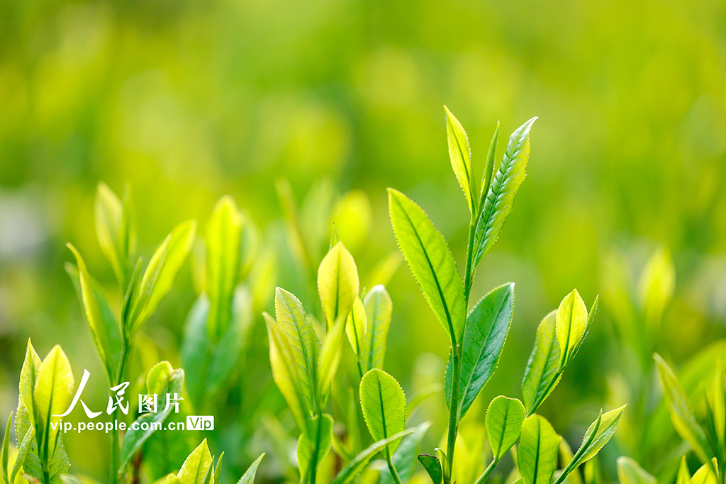 安徽黃山:采摘太平猴魁【7】