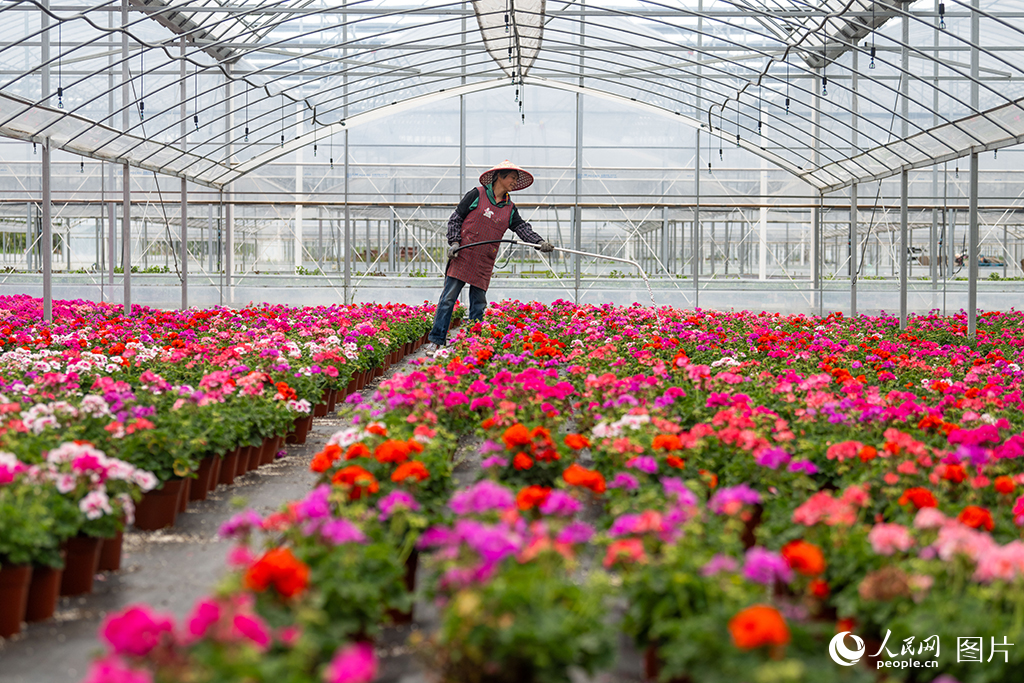 浙江嘉善:家門口就業助農增收【3】