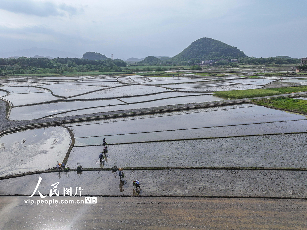 湖南道縣:早稻栽插 田間繪新景【2】