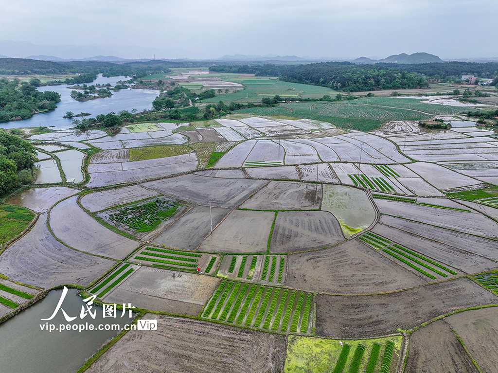 湖南道縣:早稻栽插 田間繪新景【3】