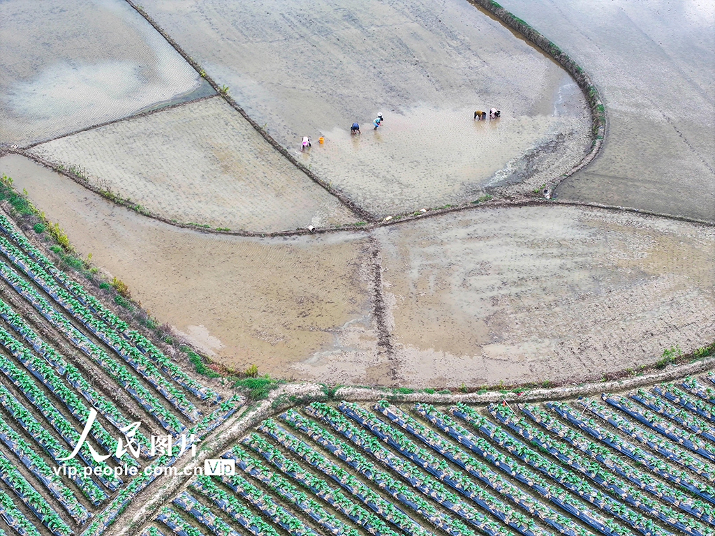 湖南道縣:早稻栽插 田間繪新景【4】