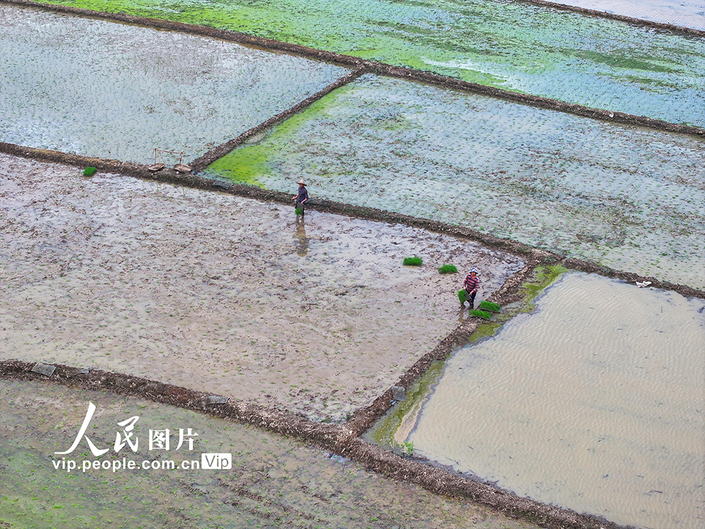湖南道縣:早稻栽插 田間繪新景【5】