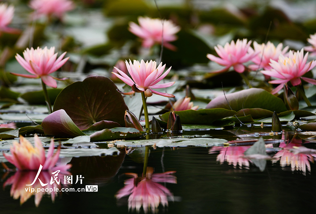 浙江杭州:睡蓮綻放宛如“莫奈花園”【2】