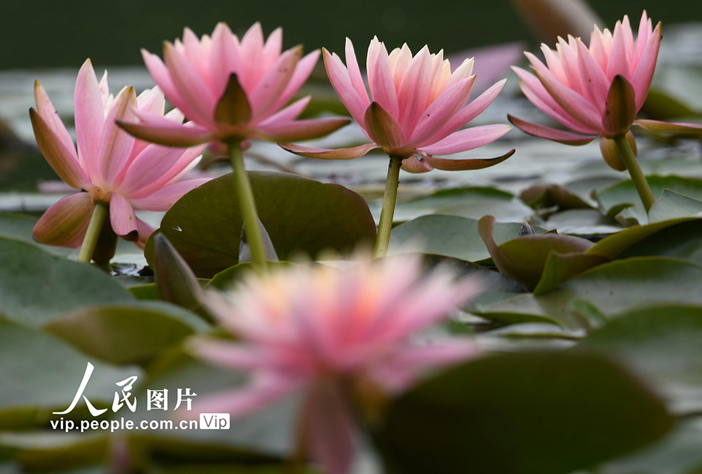 浙江杭州:睡蓮綻放宛如“莫奈花園”【3】