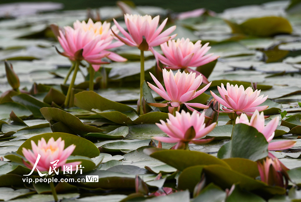 浙江杭州:睡蓮綻放宛如“莫奈花園”【4】