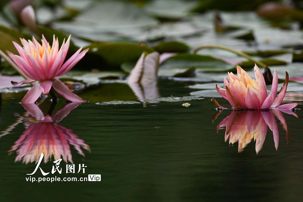 浙江杭州:睡蓮綻放宛如“莫奈花園”【5】