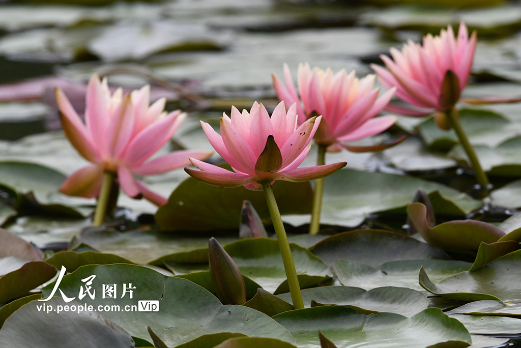 浙江杭州:睡蓮綻放宛如“莫奈花園”【6】