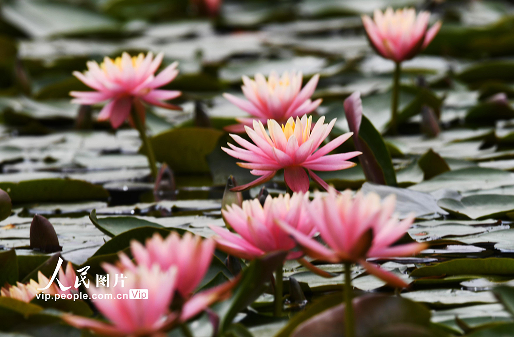 浙江杭州:睡蓮綻放宛如“莫奈花園”【7】