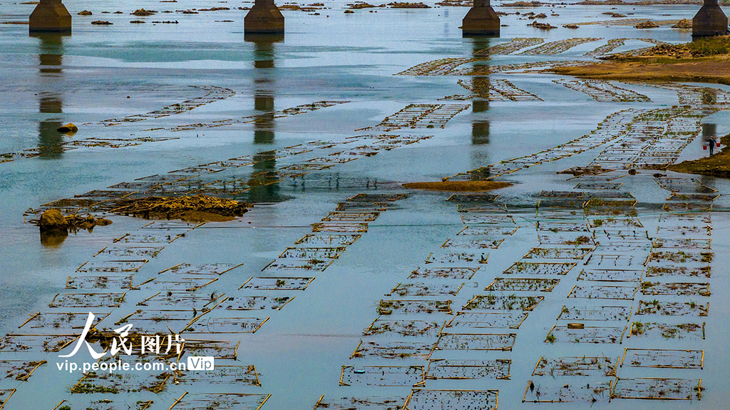 廣西梧州:人工魚巢為魚兒安家【2】