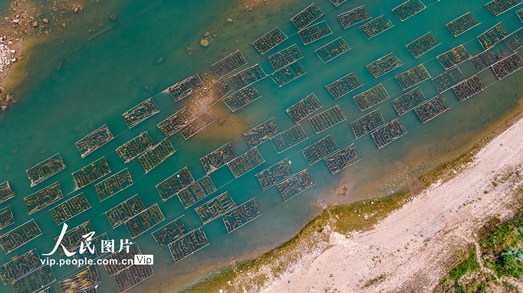 廣西梧州:人工魚巢為魚兒安家【3】