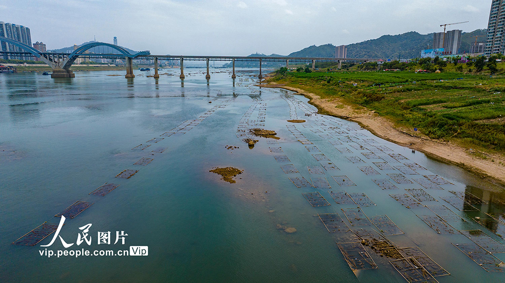 廣西梧州:人工魚巢為魚兒安家【4】