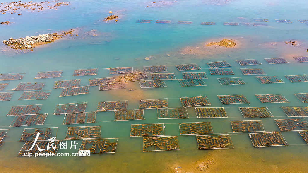 廣西梧州:人工魚巢為魚兒安家【5】